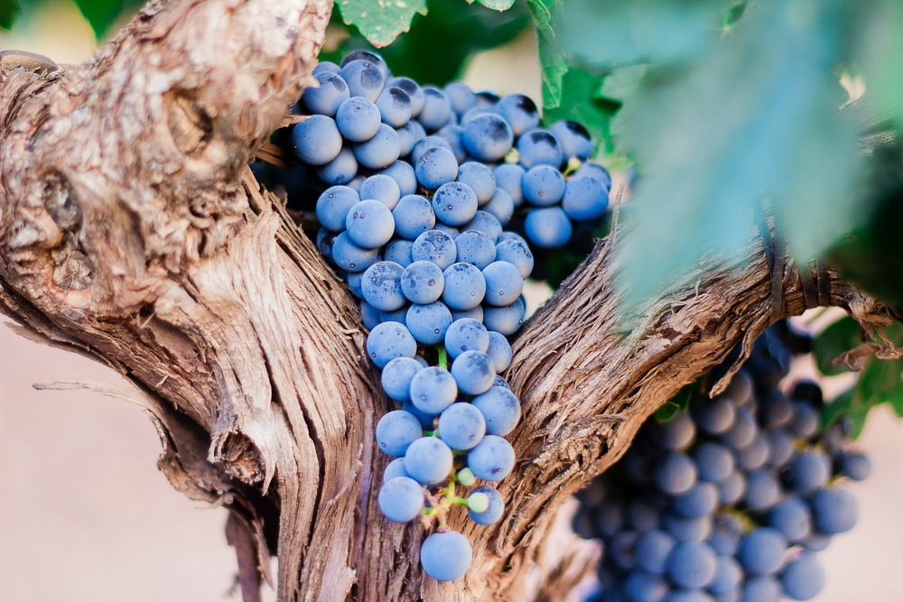 Viñas-círculo-virtuoso - Carbonell Farma